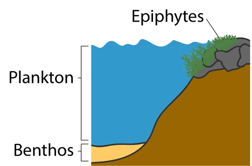 Collection Diagram